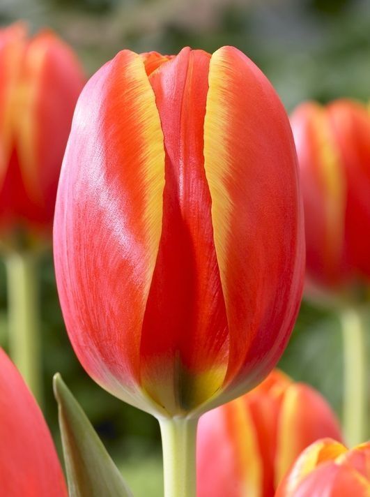 Бокс тюльпанів 72110 Holland Bulb Market - 300 цибулин