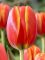 Бокс тюльпанів 72110 Holland Bulb Market - 300 цибулин