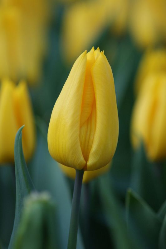 Бокс тюльпанів 72126 Holland Bulb Market - 300 цибулин