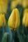 Бокс тюльпанів 72126 Holland Bulb Market - 300 цибулин