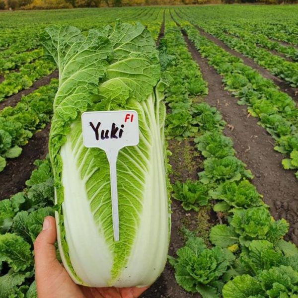 Капуста пекінська Юкі F1 (Насіння) Sakata - 1000 шт