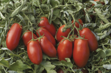 Томат Умекс (Насіння) Syngenta - 2500 шт
