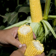Кукурудза GSS 5649 F1 (Насіння) Syngenta - 100 000 шт