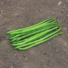 Квасоля спаржева Серенгеті (Насіння) Syngenta - 100 000 шт