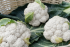 Капуста цвітна Корлану F1 (Насіння) Syngenta - 2500 шт