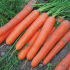 Морква Сатурно F1 (Насіння) Clause - 100 000 шт