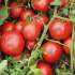 Томат Топкапи F1 (Семена) Hazera - 1000 шт