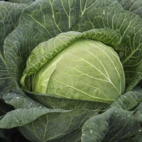 Капуста Мегатон F1 (Семена) Bejo Zaden - 100 шт Капуста Мегатон F1 (Семена) Bejo Zaden - 100 шт