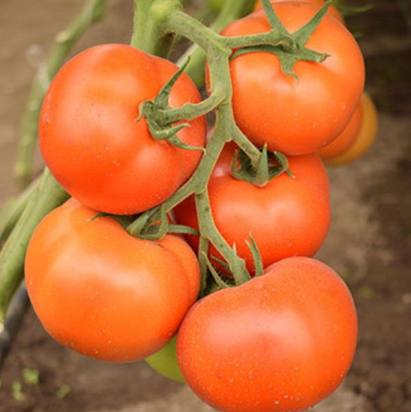 Томат Зульфія F1 (Насіння) Rijk Zwaan - 1000 шт